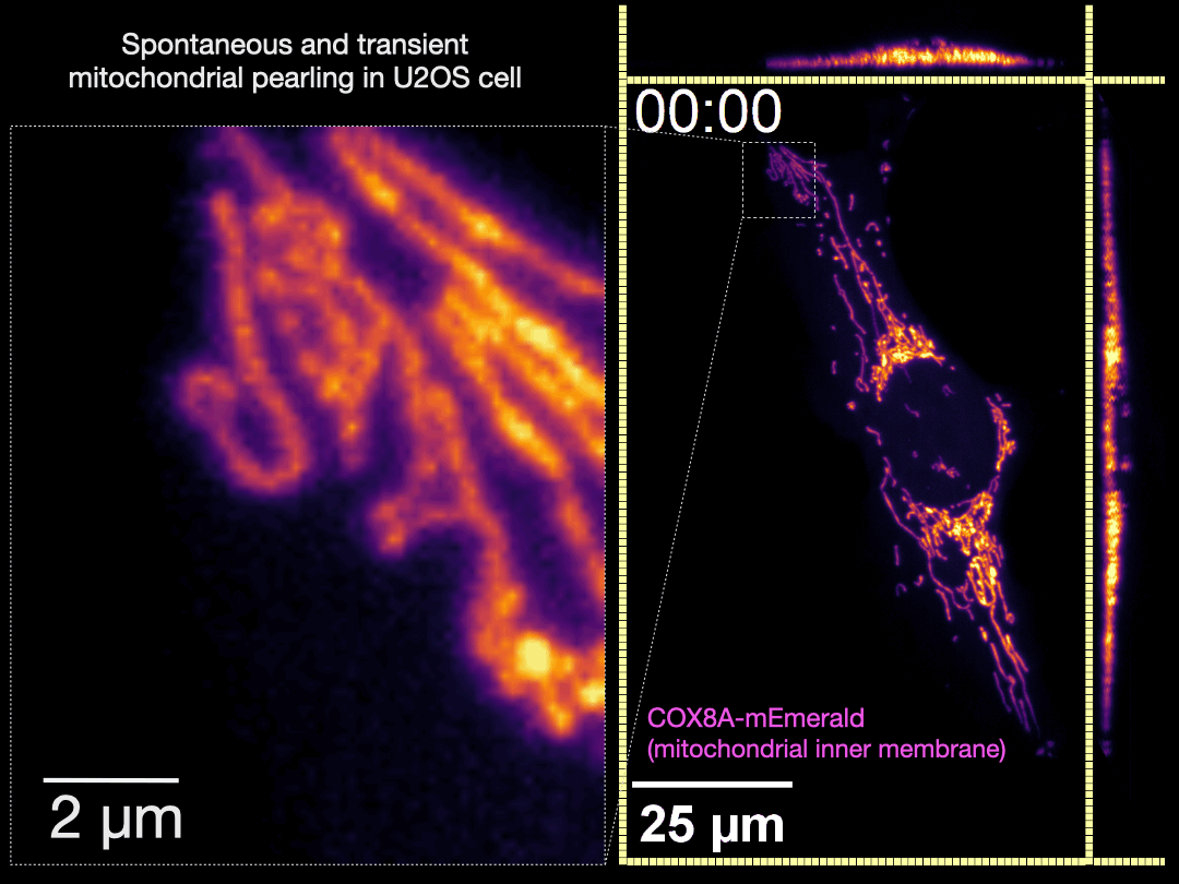 Blender preview of organelle simulation